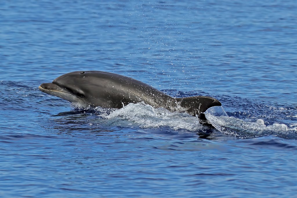 Tuimelaar [020] 30-jun-2015 (Atlantische Oceaan, Madeira).jpg - Tuimelaar [Tursiops truncatus]