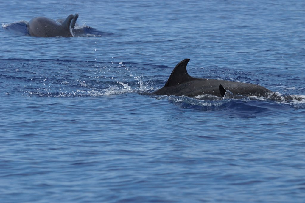 Tuimelaar [0403] 30-jun-2015 (Atlantische Oceaan, Madeira).jpg - Tuimelaar [Tursiops truncatus]