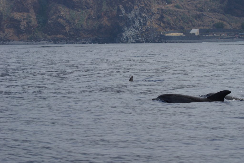 Tuimelaar [0404] 30-jun-2015 (Atlantische Oceaan, Madeira).jpg - Tuimelaar [Tursiops truncatus]