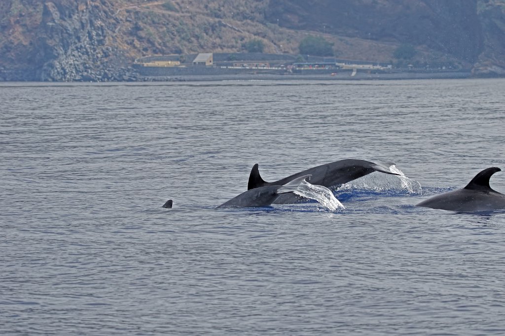 Tuimelaar [0406] 30-jun-2015 (Atlantische Oceaan, Madeira).jpg - Tuimelaar [Tursiops truncatus]