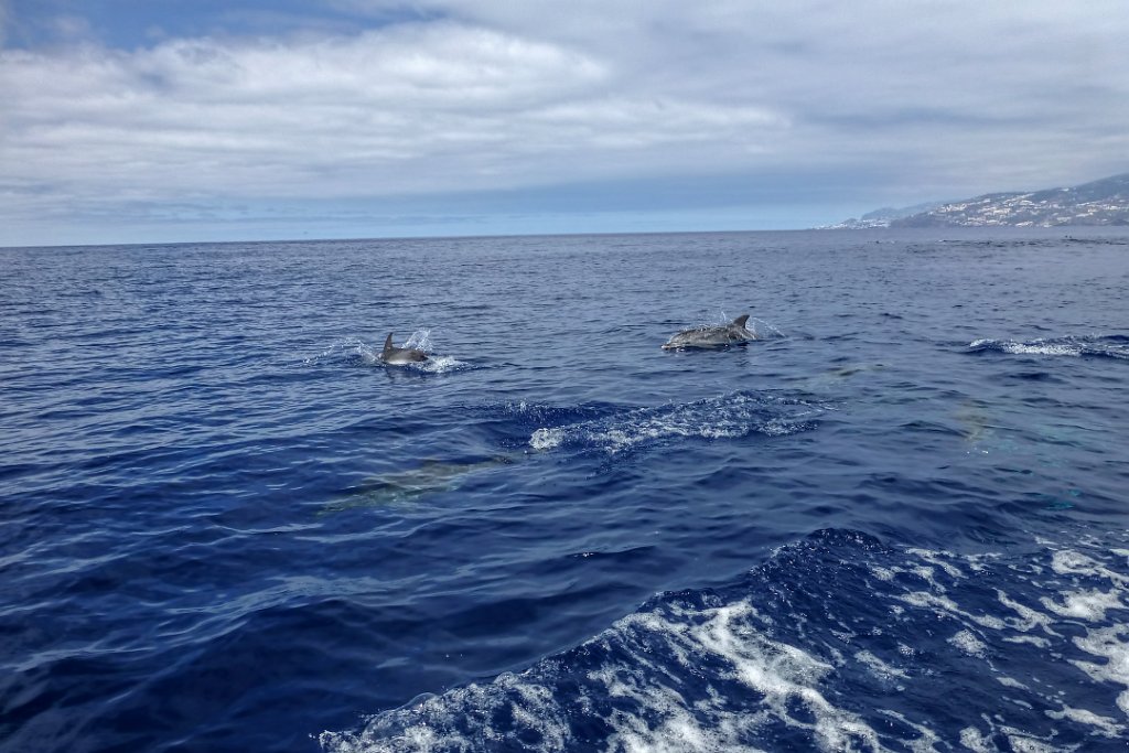 Tuimelaar [0440] 30-jun-2015 (Atlantische Oceaan, Madeira).jpg - Tuimelaar [Tursiops truncatus]