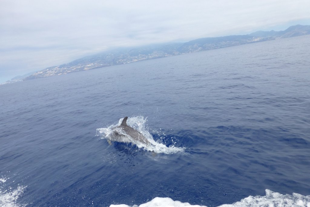 Tuimelaar [0442] 30-jun-2015 (Atlantische Oceaan, Madeira).jpg - Tuimelaar [Tursiops truncatus]