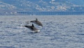 Atlantische Gevlekte Dolfijn [001] 30-jun-2015 (Funchal Madeira)