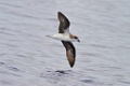 Desertasstormvogel  [024] 30-jun-2015 (Atlantische Oceaan, Madeira)