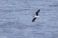 Desertasstormvogel  [058] 30-jun-2015 (Atlantische Oceaan, Madeira)