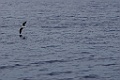 Desertasstormvogel [0446] 30-jun-2015 (Atlantische Oceaan, Madeira)