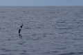 Desertasstormvogel [0447] 30-jun-2015 (Atlantische Oceaan, Madeira)