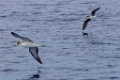 Desertasstormvogel [0450] 30-jun-2015 (Atlantische Oceaan, Madeira)