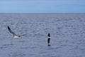 Desertasstormvogel [0451] 30-jun-2015 (Atlantische Oceaan, Madeira)