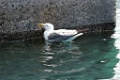 Geelpootmeeuw [0468] 30-jun-2015 (Funchal, Madeira)