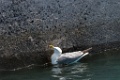 Geelpootmeeuw [0470] 30-jun-2015 (Funchal, Madeira)