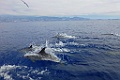 Gewone Dolfijn [0441] 30-jun-2015 (Atlantische Oceaan, Madeira)