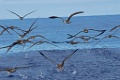 Kuhls Pijlstormvogel [0396] 30-jun-2015 (Atlantische Oceaan, Madeira)