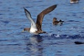 Kuhls Pijlstormvogel [0412] 30-jun-2015 (Atlantische Oceaan, Madeira)