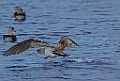 Kuhls Pijlstormvogel [0413] 30-jun-2015 (Atlantische Oceaan, Madeira)