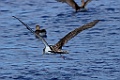 Kuhls Pijlstormvogel [0415] 30-jun-2015 (Atlantische Oceaan, Madeira)