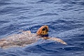 Onechte Karetschildpad [008] 26-jun-2015 (Atlantische Oceaan, Madeira)-SB
