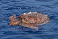Onechte Karetschildpad [022] 30-jun-2015 (Atlantische Oceaan, Madeira)