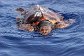 Onechte Karetschildpad [0428] 30-jun-2015 (Atlantische Oceaan, Madeira)