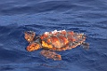 Onechte Karetschildpad [0430] 30-jun-2015 (Atlantische Oceaan, Madeira)