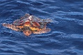 Onechte Karetschildpad [0432] 30-jun-2015 (Atlantische Oceaan, Madeira)