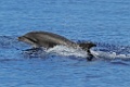 Tuimelaar [020] 30-jun-2015 (Atlantische Oceaan, Madeira)
