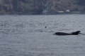 Tuimelaar [0404] 30-jun-2015 (Atlantische Oceaan, Madeira)