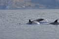 Tuimelaar [0406] 30-jun-2015 (Atlantische Oceaan, Madeira)