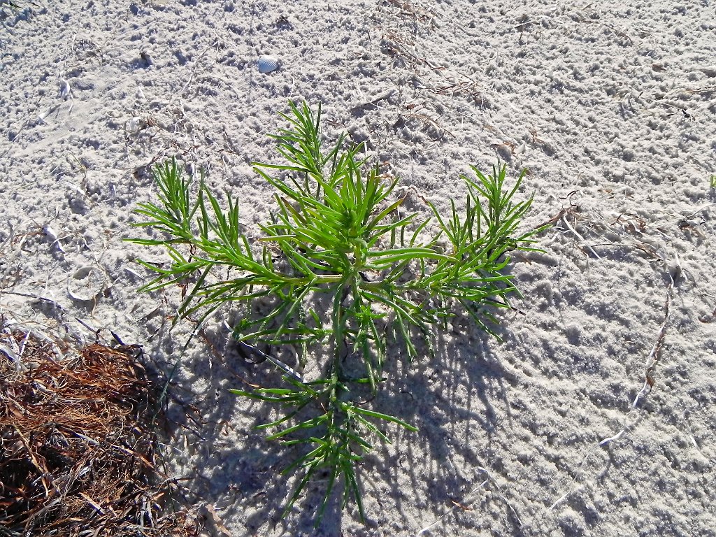 Zacht Loogkruid [10954] 02-jun-2012 (Dzharylgach Island, Skadovsk).JPG - Zacht loogkruid [Salsola kali subsp. ruthenica]