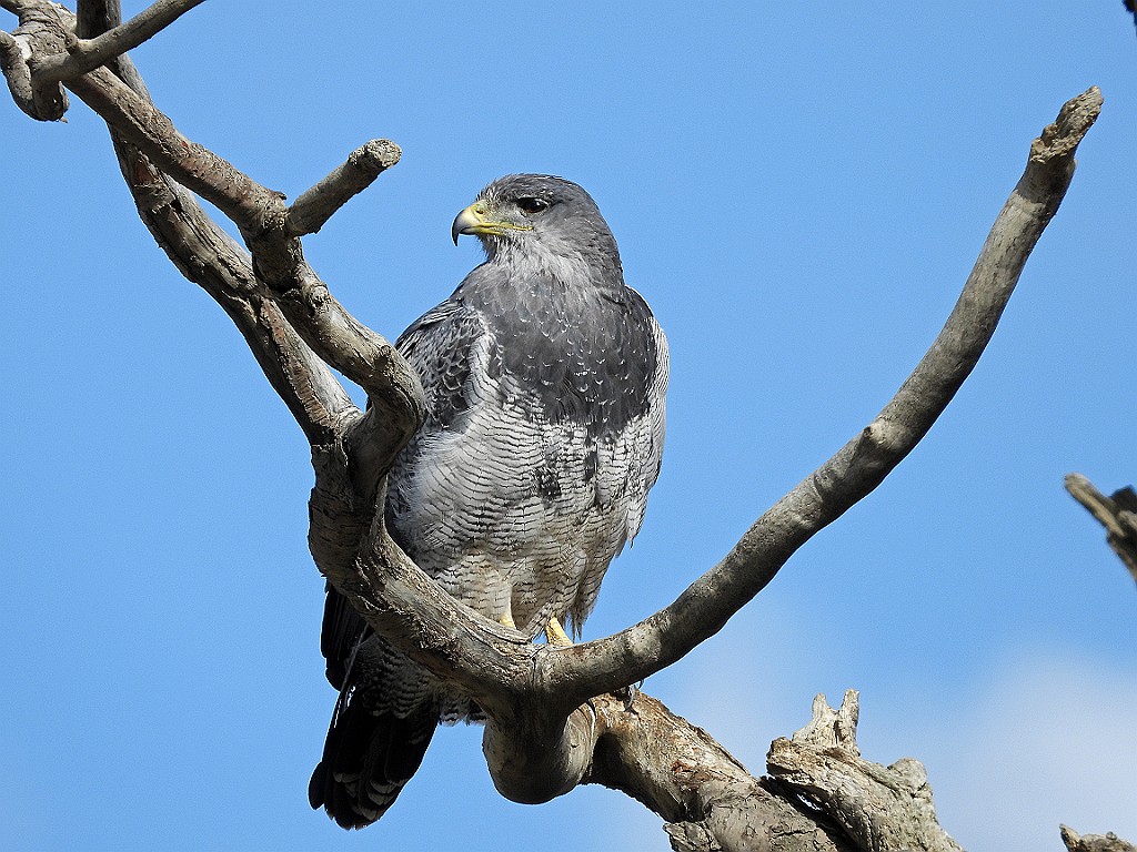 Black-Chested Buzzard-Eagle [00103] 12-mrt-2023 (Ushuaia, Vuurland).jpg - Grijze Arendbuizerd [Geranoaetus melanoleucus]