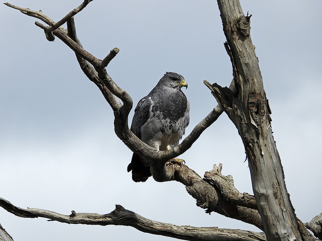 Black-Chested Buzzard-Eagle [00106] 12-mrt-2023 (Ushuaia, Vuurland).jpg - Grijze Arendbuizerd [Geranoaetus melanoleucus]