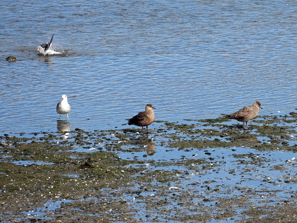 Chilean Skua [00085] 12-mrt-2023 (Ushuaia, Vuurland).jpg - Chileense Grote Jager [Catharacta chilensis]