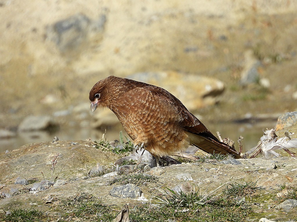 Chimango Caracara [00129] 12-mrt-2023 (Ushuaia, Vuurland).jpg - Chimango caracara [Milvago chimango]