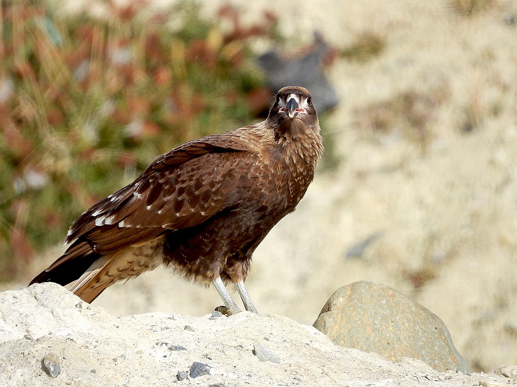Crested Caracara [00119] 12-mrt-2023 (Ushuaia, Vuurland)-J.jpg - Kuifcaracara [Caracara plancus]