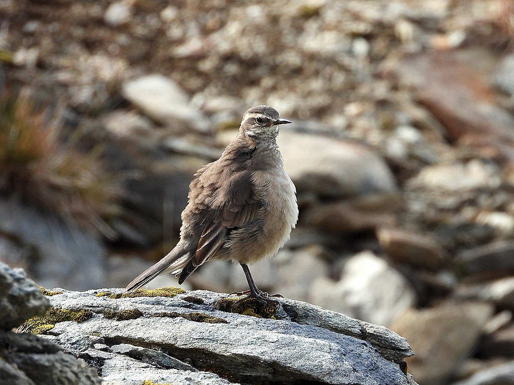 Grey-flanked Cinclodes [00067] 12-mrt-2023 (Ushuaia, Vuurland).jpg - Grijsflankwipstaart [Cinclodes oustaleti]