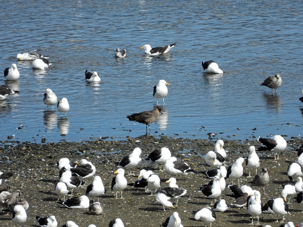 Kelp Gull [00086] 12-mrt-2023 (Ushuaia, Vuurland).jpg - Kelpmeeuw [Larus dominicanus]