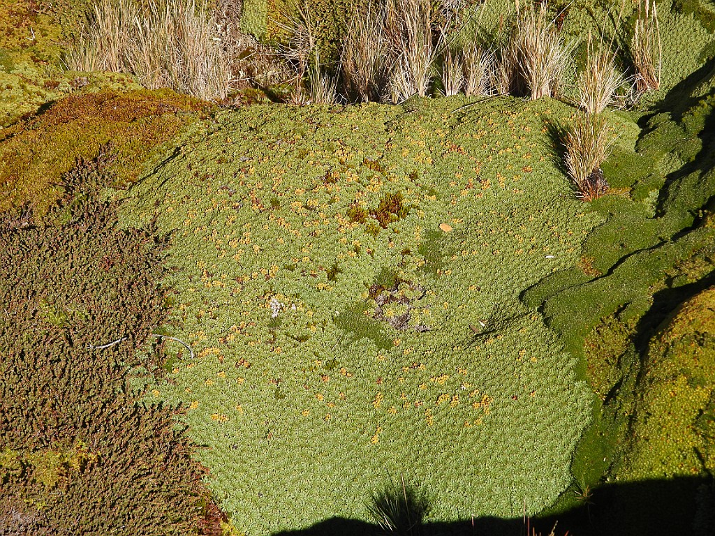Mos [00035] 12-mrt-2023 (Ushuaia, Vuurland).jpg - Mos