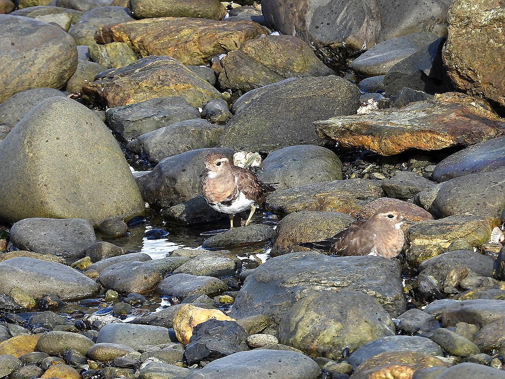 Rufous-chested Dotterel [00137] 12-mrt-2023 (Ushuaia, Vuurland).jpg - Patagonische Plevier [Charadrius modestus]