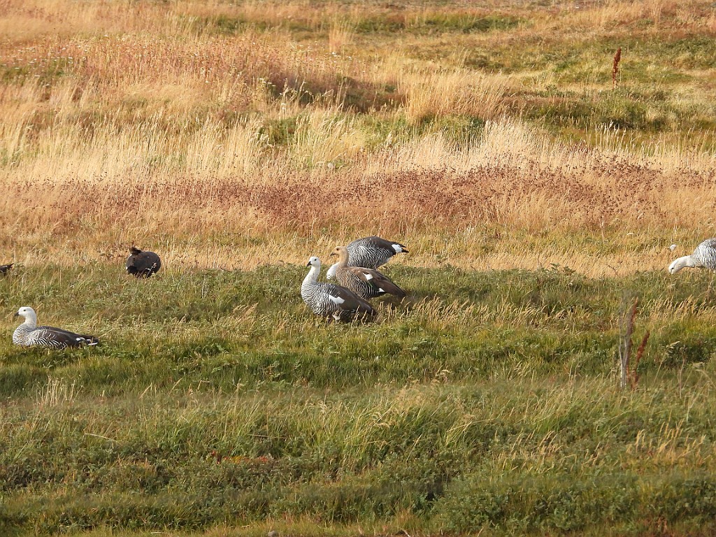 Upland Goose [00157] 12-mrt-2023 (Ushuaia, Vuurland).jpg - Magelhaengans [Chloephaga picta]