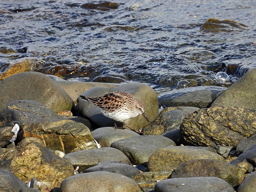 White-rumped Sandpiper [00143] 12-mrt-2023 (Ushuaia, Vuurland).jpg - Bonapartes Strandloper [Calidris fuscicollis]