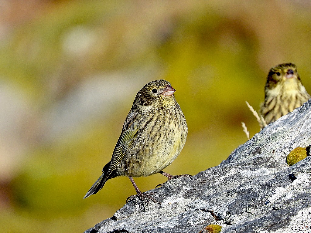 Yellow-bridled Finch [00025] 12-mrt-2023 (Ushuaia, Vuurland)-F.jpg - Geelteugelgors [Melanodera xanthogramma]