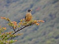 Austral Thrush [00080] 12-mrt-2023 (Ushuaia, Vuurland)