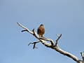 Chimango Caracara [00101] 12-mrt-2023 (Ushuaia, Vuurland)