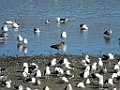 Kelp Gull [00086] 12-mrt-2023 (Ushuaia, Vuurland)