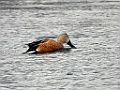 Red Shoveler [00164] 12-mrt-2023 (Ushuaia, Vuurland)