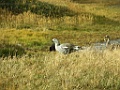 Upland Goose [00155] 12-mrt-2023 (Ushuaia, Vuurland)