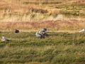Upland Goose [00157] 12-mrt-2023 (Ushuaia, Vuurland)