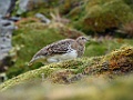 White-bellied Seedsnipe [00045] 12-mrt-2023 (Ushuaia, Vuurland)