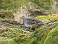 White-bellied Seedsnipe [00052] 12-mrt-2023 (Ushuaia, Vuurland)