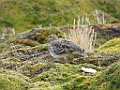 White-bellied Seedsnipe [00053] 12-mrt-2023 (Ushuaia, Vuurland)